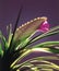 Tillandsia cyanea/orchid