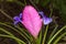 Tillandsia cyanea pink quill plant