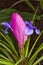 Tillandsia cyanea pink quill plant
