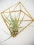 Tillandsia Gardnerii L air plant hanging in a golden holder on a