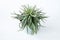 Tillandsia Harrisii plant succulent. Little green flower on white background.