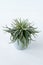 Tillandsia Harrisii plant succulent. Little green flower on white background.