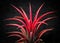 Tillandsia ionantha red plant