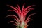 Tillandsia ionantha red plant