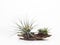 Tillandsia mini green air plant on wooden white paint background