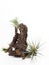 Tillandsia mini green air plant on wooden white paint background