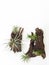 Tillandsia mini green air plant on wooden white paint background