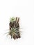 Tillandsia mini green air plant on wooden white paint background