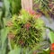 Tillandsia on natural green background.