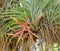 Tillandsia plant