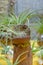 Tillandsia plants in nice composition