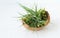 Tillandsia protruding, an atmospheric plant placed in coconut shell on light background. Using bromeliads in home decor. Air plant