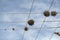 Tillandsia recurvata aerial Plant growing on power lines in Baja California