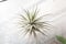 Tillandsia tectorum, the sky plant - epiphyte without root