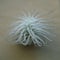 Tillandsia tectorum view from side