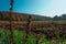 Tilled Field in Autumn with Plants and grass in the foreground.