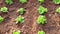 Tilt down shot of rows of green lettuce growing in garden. Slow motion.