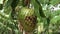 Tilt down video shot of a hanging ripen Soursop fruit on the plant