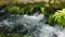 tilt footage of a waterfall surrounded by lush green trees, plants and moss in a greenhouse at the Tennessee Aquarium