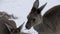 Tilt from Kangaroos eating on beach in Cape Le Grand National Park