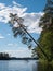 Tilt pine tree at lake shore