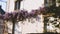 Tilt-shift lens over beautiful Wisteria plant on luxury house real estate