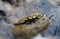 Tilt Shift Photography A black and yellow-spotted lizard