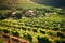 tilt-shift shot of a sunlit vineyard with rows of grapevines