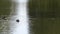 Tilt shot of duck swimming on lake