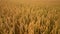Tilt shot of golden ripe wheat fields. Sea of wheat