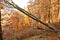 Tilt tree on autumn forest on Carpathian mountains.