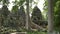 A tilt up clip of rainforest tree at banteay kdei temple, angkor wat