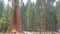Tilt up giant Sequoia trees in Yosemite Park.
