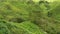 Tilt up of  hilly tea plantations with blue skies in the background.