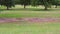 Tilt up of a pecan tree orchard in Georgia