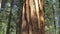 Tilt up shot of the base of a giant sequoia tree in yosemite