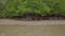 Tilt up shot from low tide shallow water sand beach to tropical mangrove forest trees, roots, pneumatophores, aerial roots