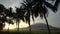 Tilt up silhouette coconut trees in a row