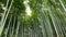 Tilt up view of Bamboo forest, Arashiyama, Kyoto, Japan