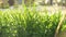 Tilt of urban grass waving under the blow of the wind in spring