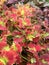 Tilt a Whirl Coleus - Solenostemon scutellarioides