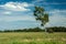 Tilted birch tree in the meadow and white clouds in the blue sky