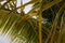 Tilted coconut palm leaf isolated on sky background