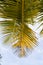 Tilted coconut palm leaf isolated on sky background