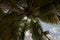 Tilted coconut palm tree isolated on sky background