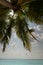 Tilted coconut palm tree isolated on sky and ocean background