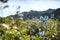 Tiltshift landscape with blue flowers and Altay mountains