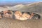 Timanfaya National Park, mountains of fire at Lanzarote, Canary Islands, Spain. Unique panoramic view of spectacular volcano cone