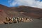 Timanfaya park on lanzarote island