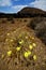 Timanfaya vulcanic rock stone